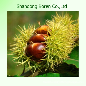 Fresh Sweet Chestnuts 2015 Crop, New Crop